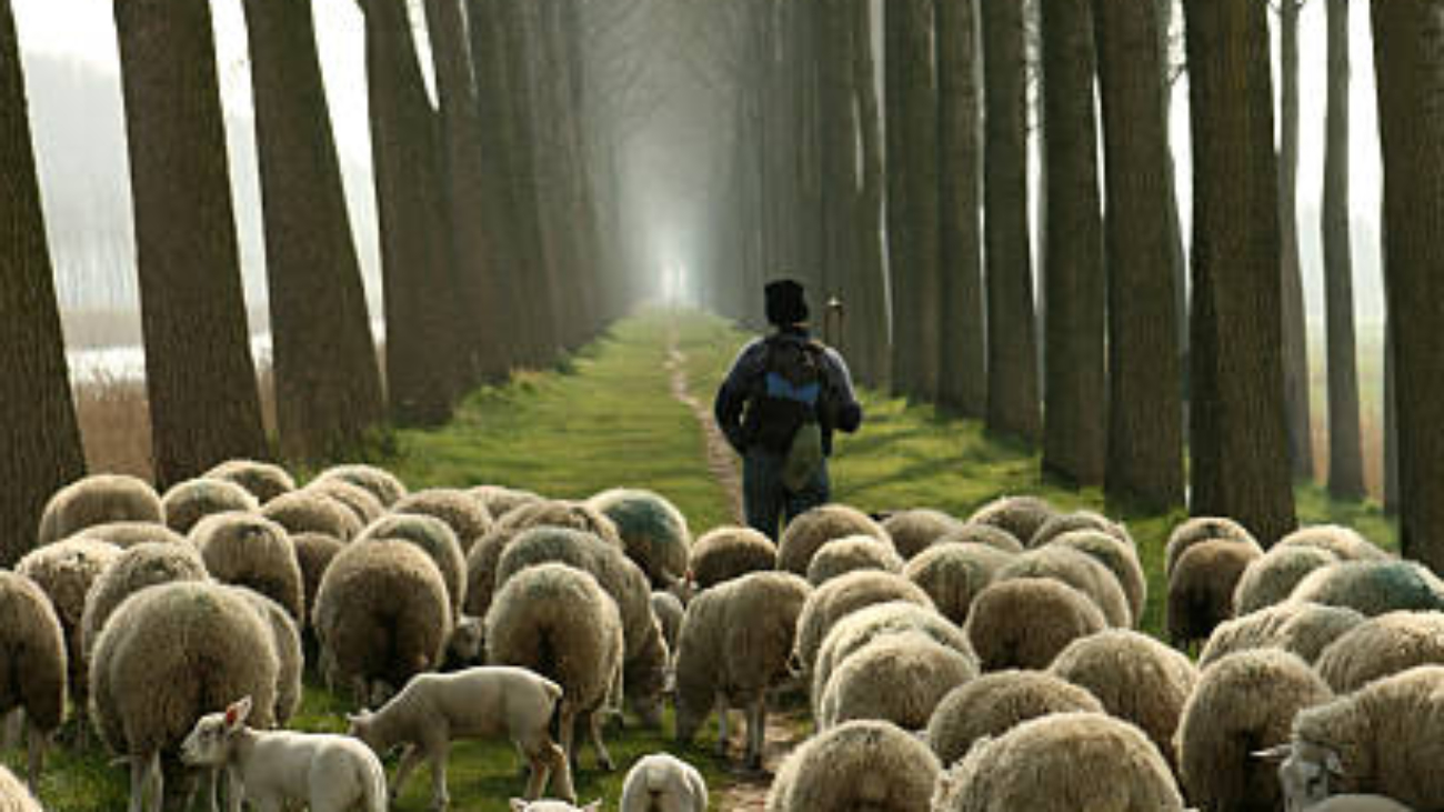 Shepherd carrying a shepherd's staff walking on a narrow footpath between tall trees near a canal between Damme and Bruges in Belgium. The herder is leading the flock of sheep and many small lambs who are all following him while grazing the grass. It's almost a biblical scene, which could be used for many religious, christianity, or spirituality concepts.