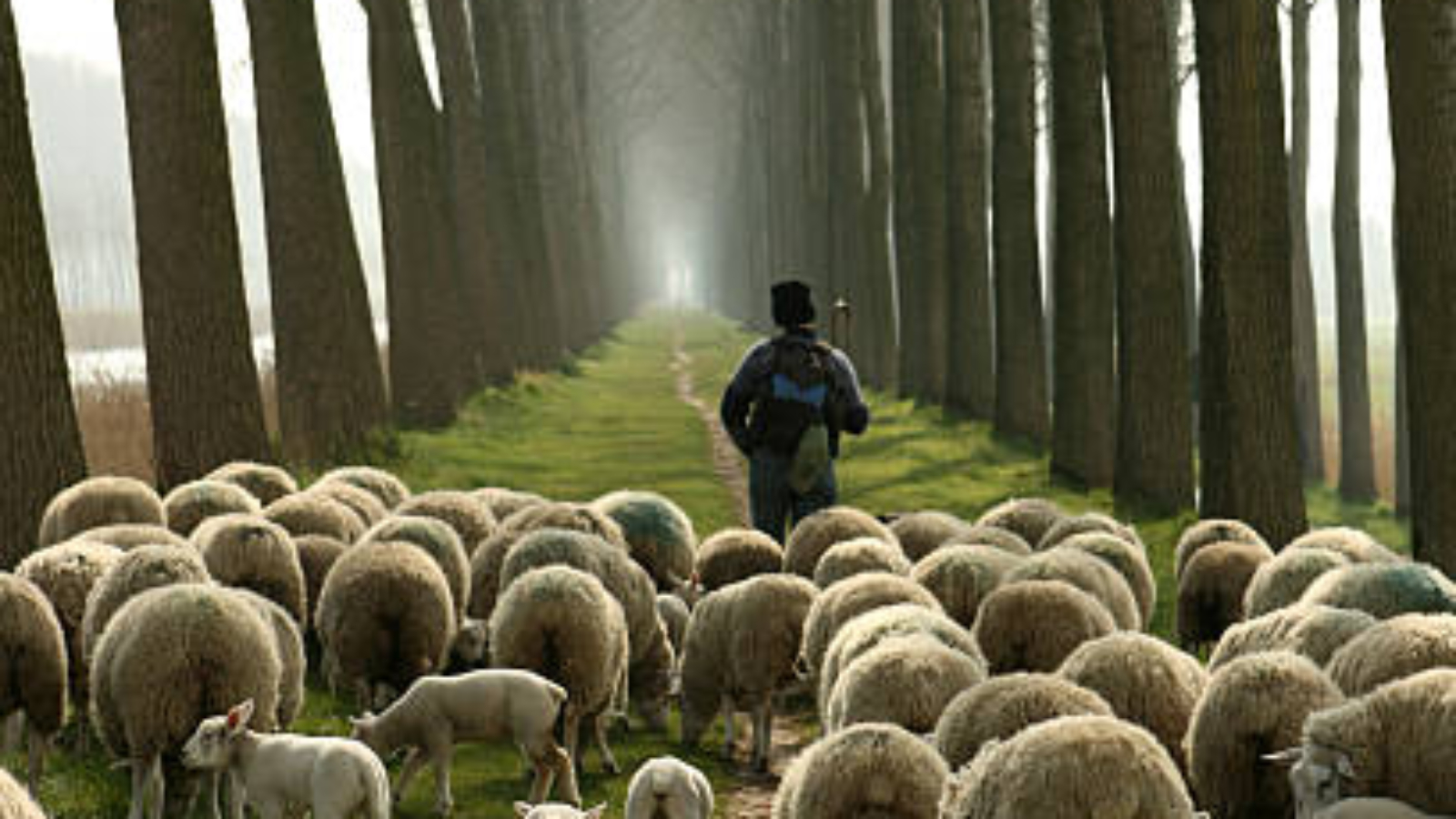 Shepherd carrying a shepherd's staff walking on a narrow footpath between tall trees near a canal between Damme and Bruges in Belgium. The herder is leading the flock of sheep and many small lambs who are all following him while grazing the grass. It's almost a biblical scene, which could be used for many religious, christianity, or spirituality concepts.