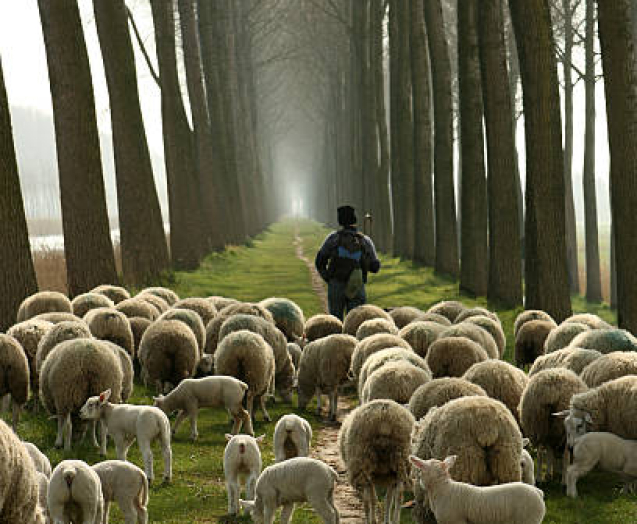 Shepherd carrying a shepherd's staff walking on a narrow footpath between tall trees near a canal between Damme and Bruges in Belgium. The herder is leading the flock of sheep and many small lambs who are all following him while grazing the grass. It's almost a biblical scene, which could be used for many religious, christianity, or spirituality concepts.
